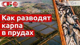 Как разводят карпа в прудах | Сделано в Беларуси