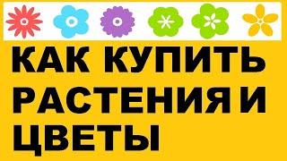 Как купить цветы и растения в питомнике Зеленые Ворота