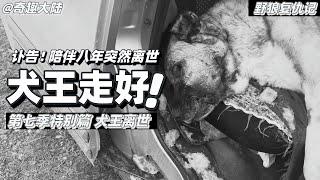 大型紀錄片【野狼復仇記】第七季特別篇，訃告！犬王突然離世，陪伴八年一路走好#坎高犬#狼#牧羊犬#狗#狼群#土耳其#动物世界#動物解説#動物世界