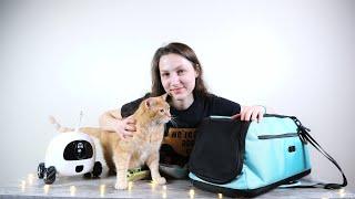 2020 Favorites: Top 6 Cat Products We Loved