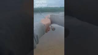 #fishing #fishinginrussia #окунь #рыбалка #спиннинг #ультралайт