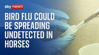 Bird flu can infect horses without causing any symptoms, according to new research.