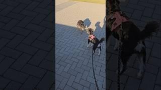 Miniature Schnauzers Meet