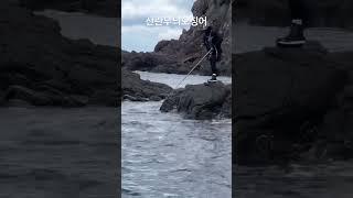 산란무늬오징어 에깅