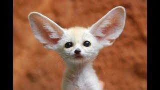 Honey Badger Narrates: The Amazingly Adorable Fennec Fox