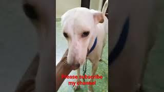 #bennu like to do this #bennu call me to do this #pet dog funny videos #stay bgm