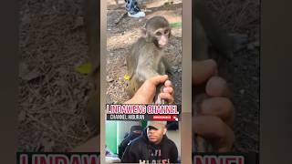 Hiburan warga 62 video lucu bikin ngakak sakit perut meme lucu tahan tawa funny video #shorts #funny