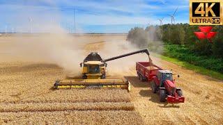 XXL Monster NEW HOLLAND Harvesting Wheat | Massey Ferguson Tractor