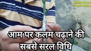 आम पर कलम चढ़ाने की सबसे सरल विधि//How to graft a mango plant