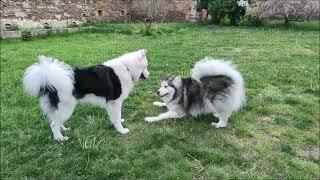 Alaskan Malamute and Yakutian Laika playing  | With Lovely Smile kennel