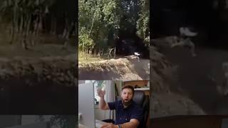 Tiger Chases Man off Cliff