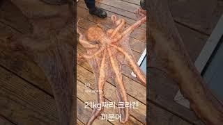 #피문어 #크란켄 #문어 #문어낚시 #문어요리 #문어숙회 #21kg문어