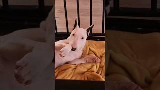 Минибулька Хрюша- одна такая на Миллион!️ #собака #минибуль #minibullterrier #минибультерьер