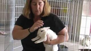 How to Give Your Rabbit All the Care He/She Needs - A Video by the Marin Humane Society