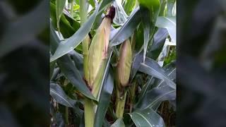 Produzindo mais de 200 sacas de Milho por Hectare