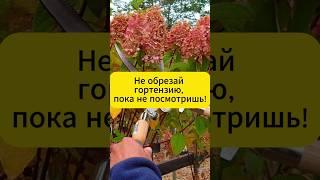 Никогда не обрезай гортензию осенью  #дача #сад #огород  #садоводство