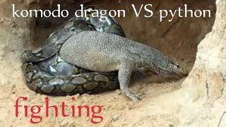 Komodo Dragon VS Python death at is tries to steal python hatching egg