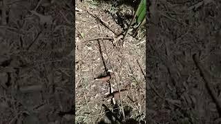 Monkey Traps