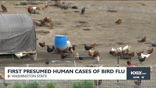 First presumed cases of human bird flu