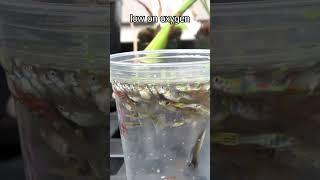 A Cup of Guppies
