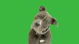 GREEN SCREEN BULLDOG DOG ANIMAL ANIMATED HD | FREE TO USE GRAPHICS EFFECTS ANIMATION CHROMA KEY