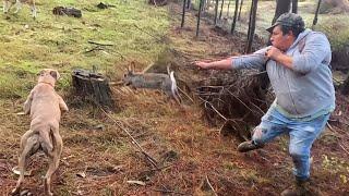 Cacería de Conejos Con Resortera , Beagles y Galgos 2024