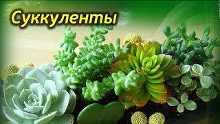 Как ухаживать за суккулентами! Частые ошибки новичков!