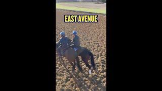 East Avenue Back To His Winning Ways! #HorseRacing