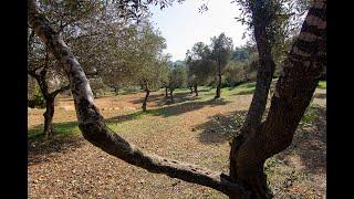 Photographing olive trees in Jerusalem