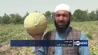 Melon harvest rises in Kunduz | افزایش حاصلات خربوزه در کندز