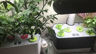 Update AeroGarden Harvest Tomatoes Like Crazy !!! RIP Big James