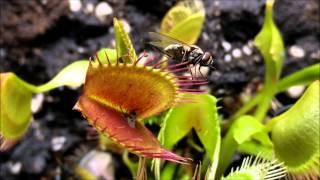 Fly vs Venus Flytrap