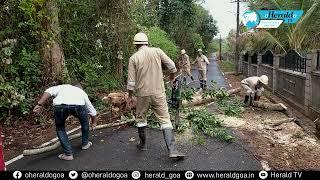 Tree falls at Revora, Village with no power supply