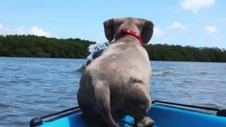 Dog Jumps Off Boat to Chase Dolphin