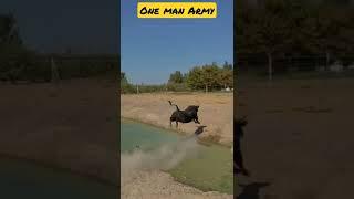 Longest jump by Bull #short #creatingforindia #lovenote #youtubeshorts #malvi #bull