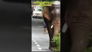 അവൻ തടഞ്ഞു ?#kerala  #athirappilly#travel #elephant #elephantattack #tourism #valpara#kerala #yt