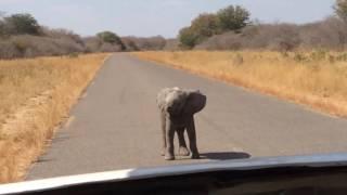 Dancing baby elephant, doin' the shuffle