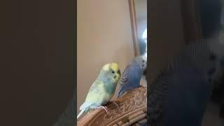 Cloud and Sky #parakeets #birds #parakeet #cute #pets