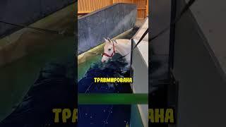 Зачем этих лошадей полностью окунают в воду?! Опасно ли это?!