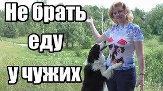 Как научить собаку не брать еду из чужих рук / Дрессировка собак