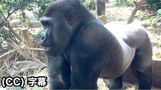 Young gorilla jumps at interested women. Gentaro｜Momotaro family, Gorilla