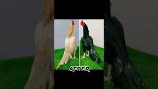 Aseel Murga Before And After | Tiktok Video | #before #aseel #shortvideo