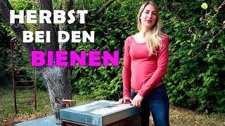 ► Wie sehen die Ableger aus? - Herbst bei den Bienen