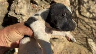 A Tiny Puppy in Serious Condition Needs Help! - Takis Shelter