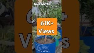 छत पर लगाएं फलदार पौधे l fruit plants on terrace garden l chhat par paudha kaise lagaen #viral #pb