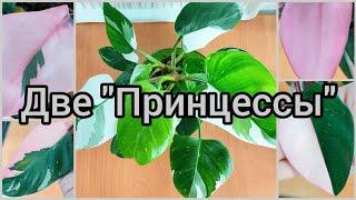 #Филодендроны Как добиваюсь яркого окрасаСовместная #посадка Розовая принцессаБелая принцесса