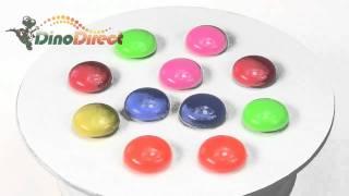 Round Button Magnets 12 Pack  from Dinodirect.com