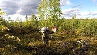 7 000 тр в день. Сбор Ягод в Карелии. Сезонная работа в Карелии. Сбор брусники.