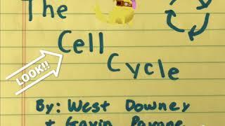 Professor Pavone’s Take on the Cell Cycle