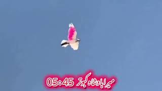  kabootar landing | pigeon landing #kabootarlanding